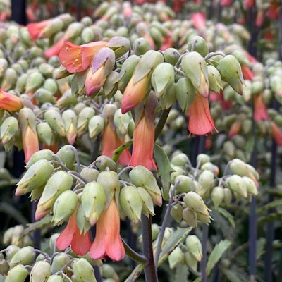 The Kalanchoe × houghtonii graduated from its trial and then became part of Longwood’s Orchid Extravaganza display. Photo: Longwood Gardens