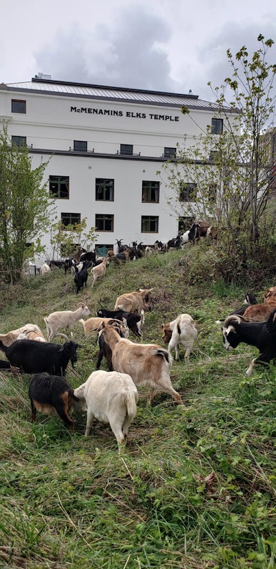 Photo: Rent-A-Ruminant LLC