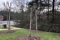 Pruned crape myrtle trees in landscaping