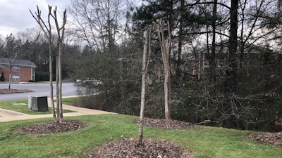 Pruned crape myrtle trees in landscaping