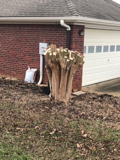 A crape myrtle that has been pruned by a house