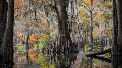 This picture won first place for the Trees, Woods & Forests category and was taken in Louisiana. Image by Thorsten Scheuermann. Go to www.igpoty.com for more information about International Garden Photographer of the Year.