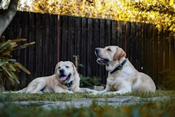 two-dogs-laying-in-grass