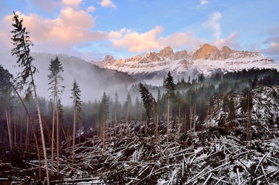 The overall winner of the International Garden Photographer of the Year competition and first place winner of the Plants & Planet category. It was taken at The Dolomites in South Tyrol, Italy. Image by Albert Ceolan. Go to www.igpoty.com for more information about International Garden Photographer of the Year.