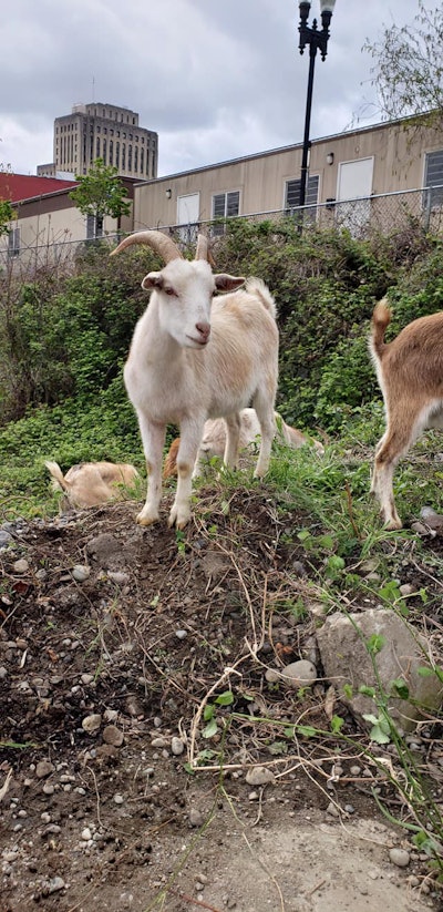 Photo: Rent-A-Ruminant LLC