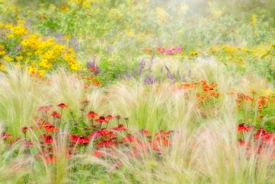 This picture won first place for the Beautiful Gardens category and was taken at New Forest Lavender Farm in Wiltshire, England. Image by Jacky Parker. Go to www.igpoty.com for more information about International Garden Photographer of the Year.