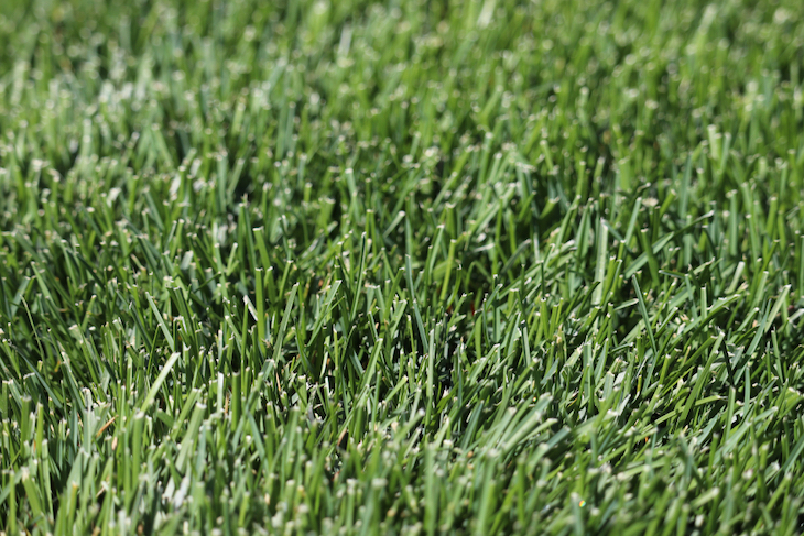 kentucky-bluegrass-closeup