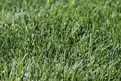 Closeup of Kentucky bluegrass