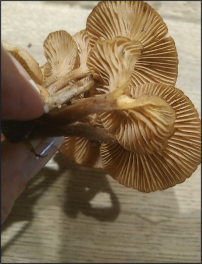 The underside of Armillaria tabascens fruiting bodies on a tree showing gills. Photo: Davey Tree