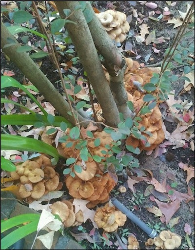 Armillaria tabascens fruiting bodies on a tree. Photo: Davey Tree