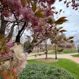 cherry-blossom-tree