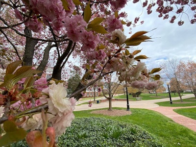 The University of Mary Washington in Fredericksburg, Virginia. Photo: Holly Chichester