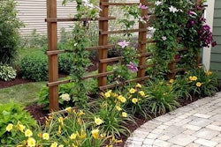 climbing-plants-trellises