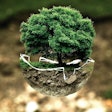environmental-protection-planted-tree
