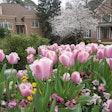flowering-tulips-landscaped-yard