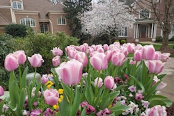 flowering-tulips-landscaped-yard