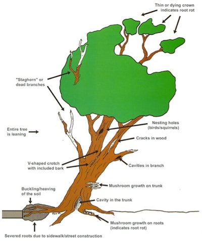 Any of these defective parts can make this a hazardous tree. Photo: Davey Tree