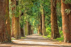 nature-path-trees