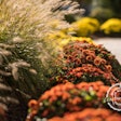 ornamental-grass-orange-mums