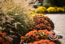 ornamental-grass-orange-mums