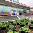 pansy-flowering-plants-emergency-room