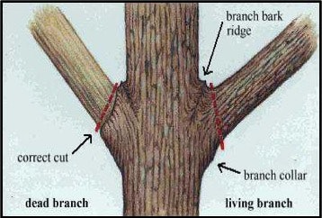 Proper branch bifurcation (crotch) pruning. Photo: Davey Tree