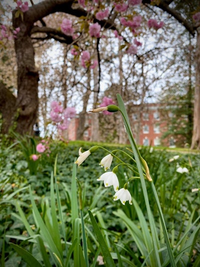 The University of Mary Washington in Fredericksburg, Virginia. Photo: Holly Chichester