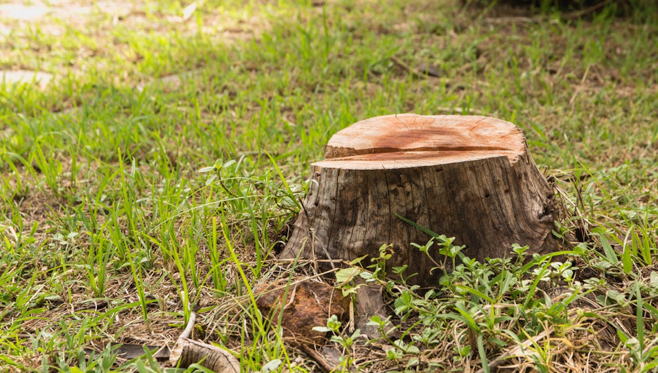 Stump Grinding Duluth, GA - Timberline Expert Tree Service