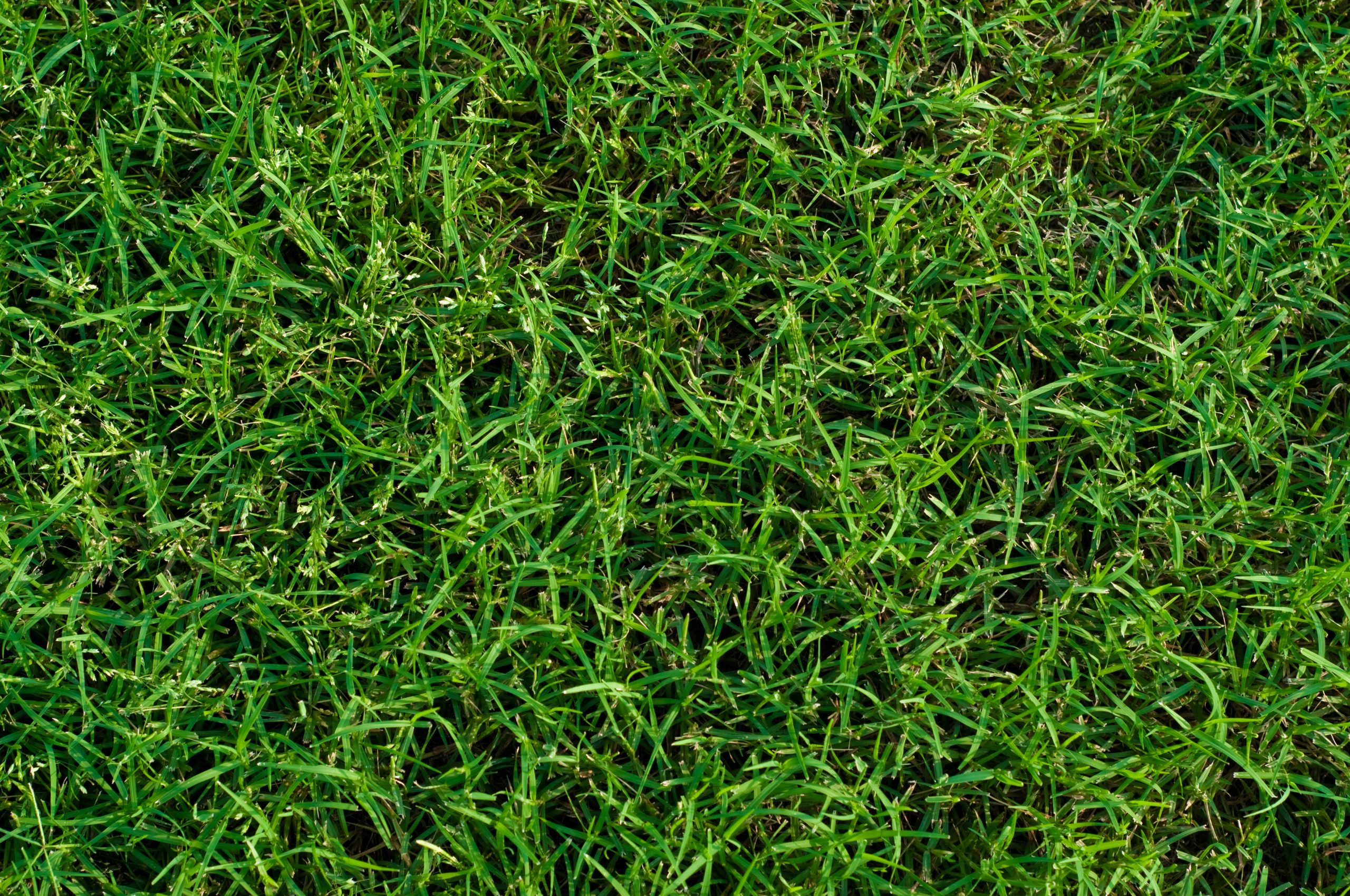 green-bermuda-grass
