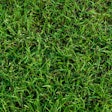 green-bermuda-grass