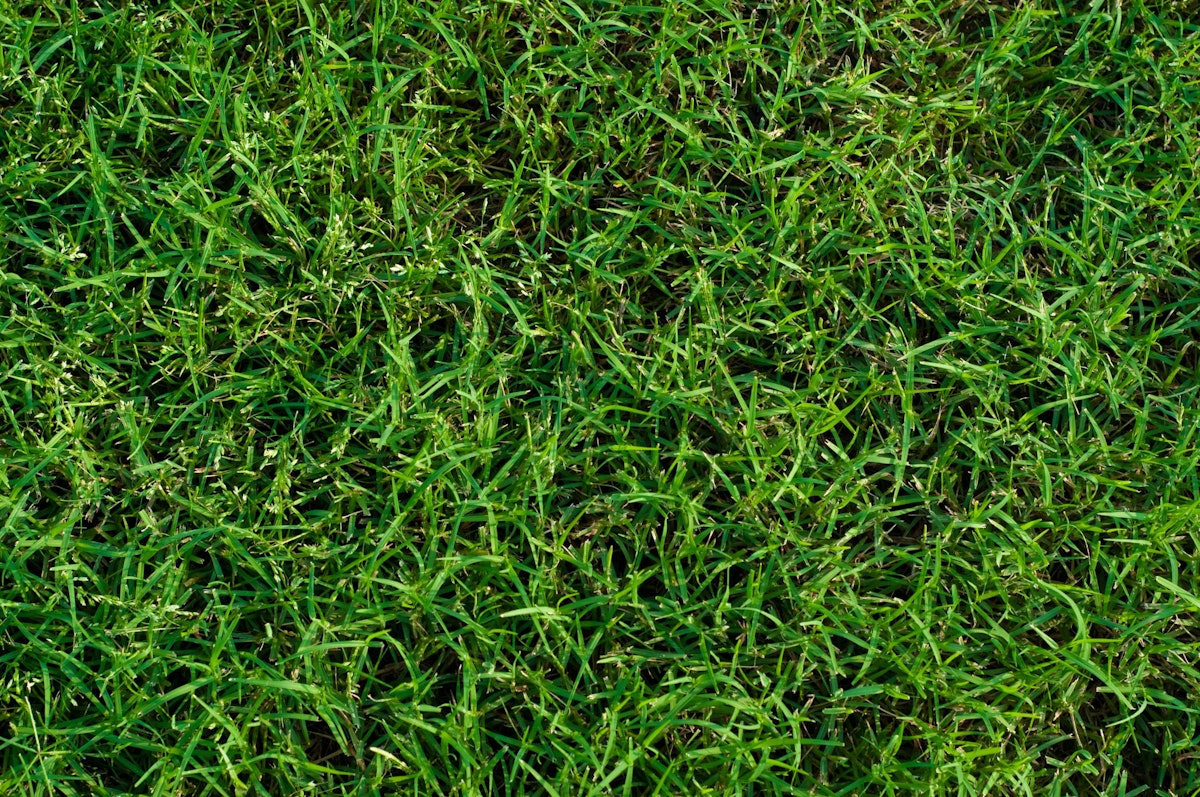 How To Maintain Bermudagrass In Your Lawn And Landscape Total how-to-maintain-bermudagrass-in-your-lawn-and-landscape-total