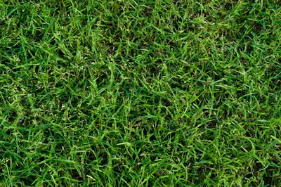 bermudagrass, a warm season perennial grass