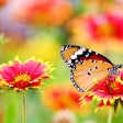 monarch-butterfly-garden