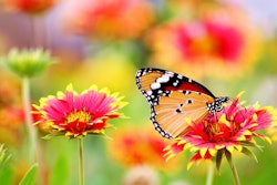 monarch-butterfly-garden