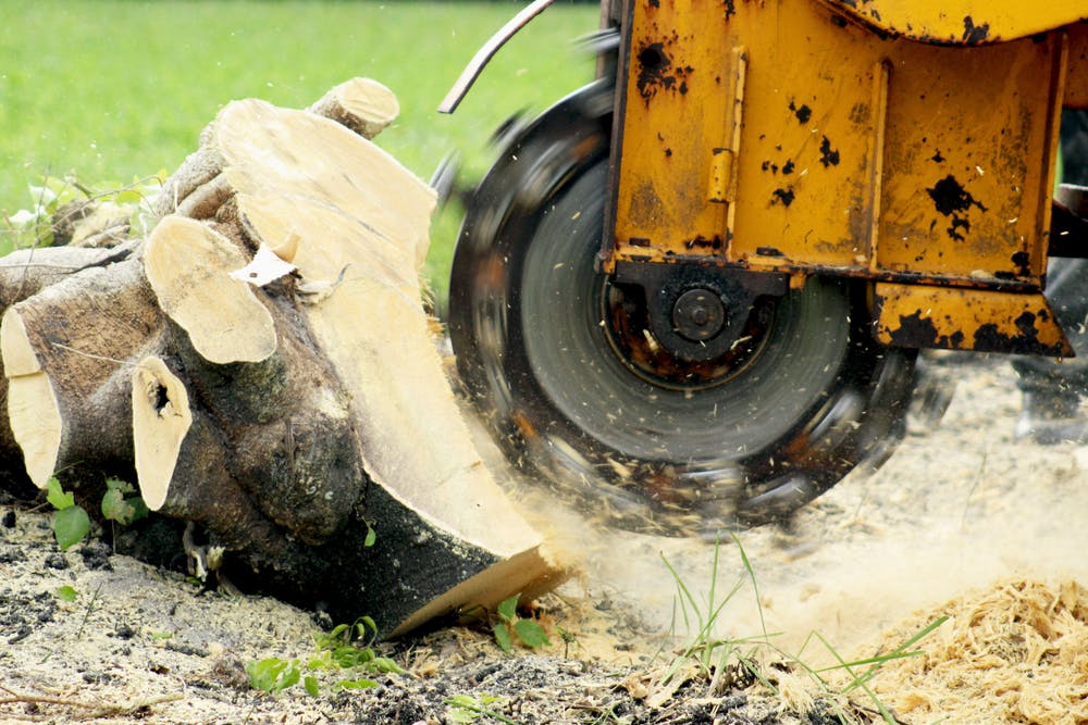 Stump grinding and removal tips from tree experts | Total Landscape Care