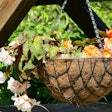 hanging-basket-coconut-liner