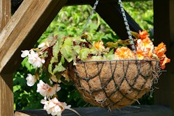 hanging-basket-coconut-liner