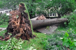 fallen-tree-sidewalk