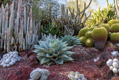 Landscaped area consisting of desert garden plants