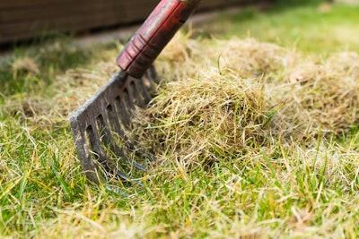 A rake being used to dethatch a lawn