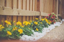 Yellow marigolds and other flowers with white landscaping rocks lining a wooden fence