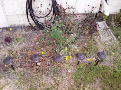 weeds invading small flowerbed in a residential yard