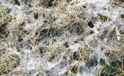 Fungal snow mold covering grass