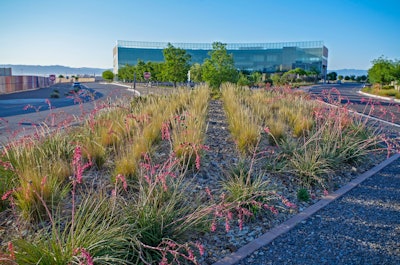 median with rows of pink flowering plants