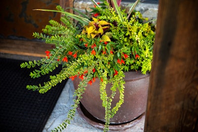 garden container filled with plants