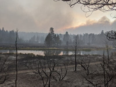 forrest area with lake recovering from wildfire