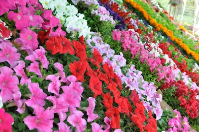 pink, red, white, yellow annual flowers