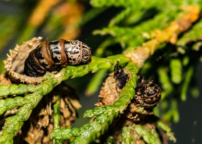 adult bagworms