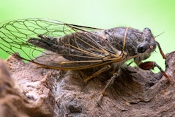 cicada