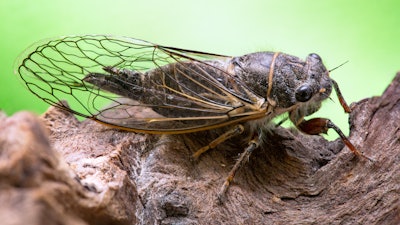 cicada